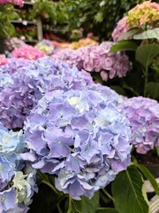Fototapeta premium Beautiful pink hydrangea with inflorescences and green leaves in a Country Cottage Garden. Pink or magenta hydrangea serrata flower, close up, top view.