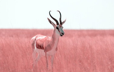 Wild african animals. The springbok (medium-sized antelope) in tall pink grass. Etosha National park. - obrazy, fototapety, plakaty
