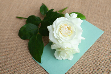 手紙に添えた白いばらの花