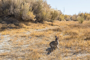 A wild bunny standing in the grass.