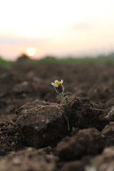 flower in the soil
