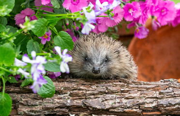 Hedgehog in springtime, wild, free roaming hedgehog, taken from within a wildlife hide to monitor the health and population of this favourite but declining mammal, copy space