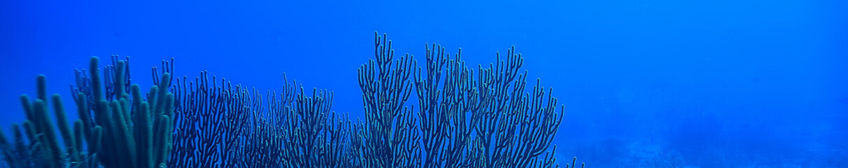 coral reef underwater landscape, lagoon in the warm sea, view under water ecosystem