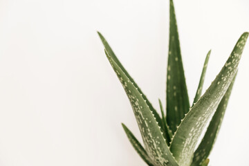 Closeup of home plant aloe vera on white background. Minimal floral composition