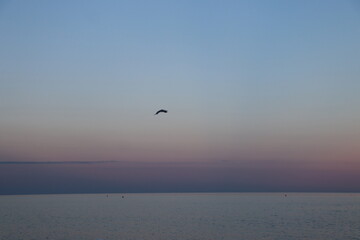 seagulls on the sea