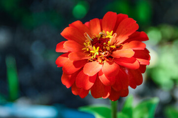 red dahlia flower
