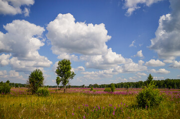 field and sky