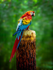  A beautiful macaw parrot is sitting on a branch