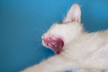 White kitten with open mouth on a blue background.