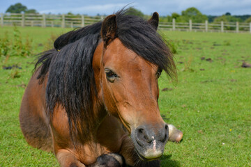 Obraz premium portrait of a horse in a field 