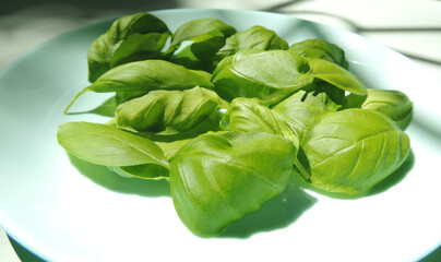  freshly picked basil leaves, healthy herbs      