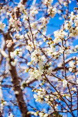  Lush flowering of an olive tree