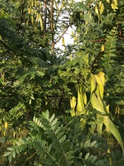 yellow flowers in the garden