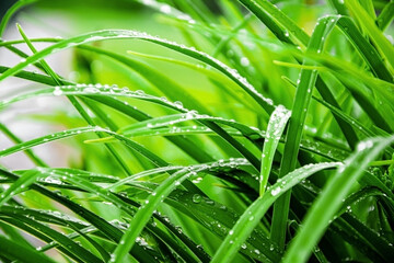 many water drops on the green grass