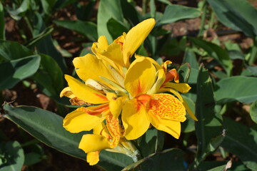 Fototapeta premium Nature, Plants, Flowers, Greenery, Sky, Sun, Freedom