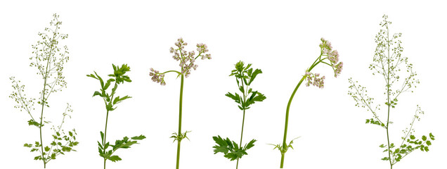 Few stems of various meadow and forest grass, flowers and inflorescences on white background