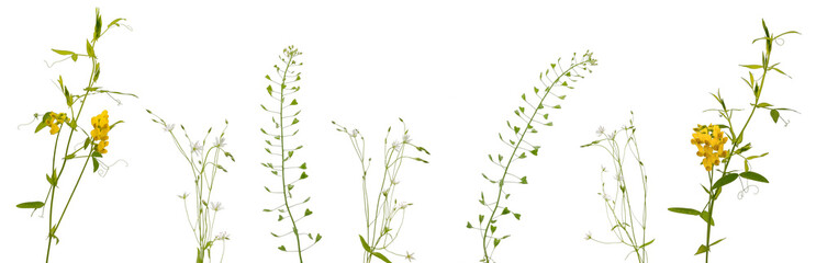 Few stems of various meadow grass and flowers on white background