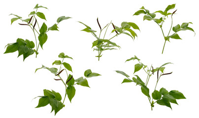 Few stems of meadow herbs with green leaves and pods on white background