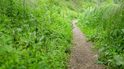 Path in the forest. Selective focus with shallow depth of field.