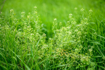Flowers of Capsella bursa-pastoris at sunny day. Selective focus with shallow depth of field.
