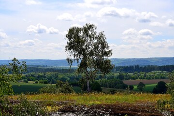 photo of birch trees with panoramic view of the landscape in the foothills of the Jesenik Mountains, summer, North Moravia, Czech Republic
