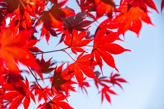 Red colorful autumnal maple leaves, autumn concept