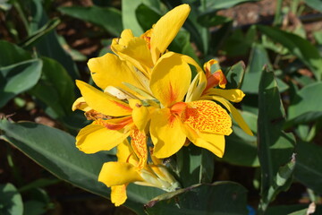 Nature, Plants, Flowers, Greenery, Sky, Sun, Freedom