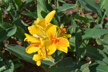 Nature, Plants, Flowers, Greenery, Sky, Sun, Freedom