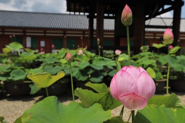梅雨の晴れ間の薬師寺