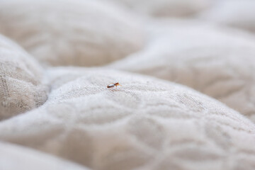Bed Bug On White Mattress - obrazy, fototapety, plakaty