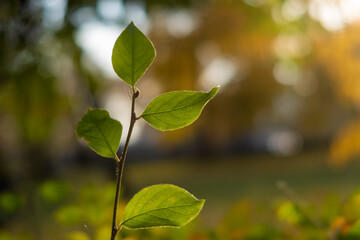 Branch with 4 green leaves against blurred narutal environment. Selective focus.