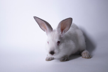 white rabbit, bunny with red eyes on a white background. Isolated. Copy space. High quality photo