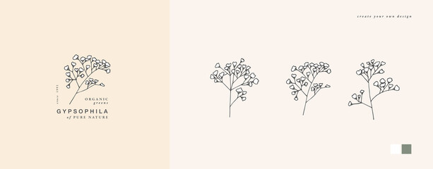 Vector illustration gypsophila branch - vintage engraved style. Logo composition in retro botanical style.