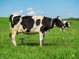 Cow on pasture meadow grass landscape..