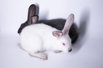 gray and white rabbits, bunnies on a white background. Isolated. Copy space. High quality photo