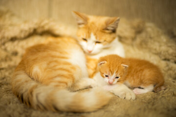 Fototapeta na wymiar red-white cat and newborn kitten lie on the bed