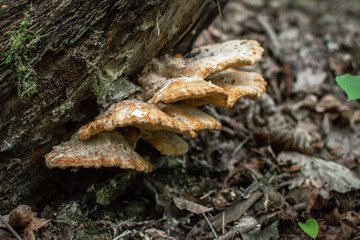 The mushroom grows in the forest on an old tree trunk. Mushroom sulphur shelf or chicken-of-the-woods (Laetíporus sulphúreus) in the forest. Selective focus