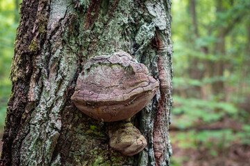 Wood-decay fungus or Fomitopsis officinalis source (Laricifomes officinalis) grows on a tree trunk...