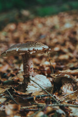 mushrooms in the forest