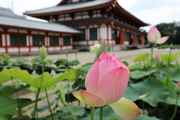 梅雨の晴れ間の薬師寺