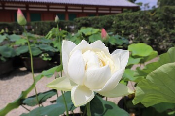 梅雨の晴れ間の薬師寺