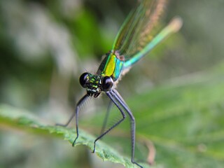 close up of a dragonfly