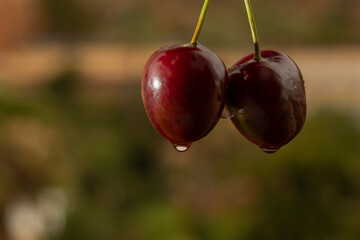 Cherries against the background of nature