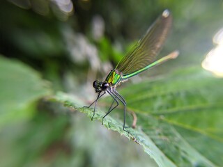 dragonfly on a leaf