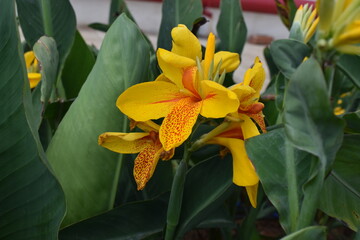 Obraz premium Nature, Plants, Flowers, Greenery, Sky, Sun, Freedom