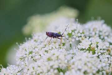 one small brown  beetle sits on a white flower of a wild plant in nature
