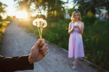 A man gives a bouquet to his girlfriend a bouquet of dandelions. A love story in the sunset in nature.