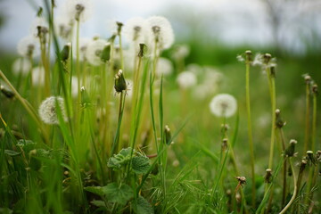 fluffy dandelion flowers grow in green garden.