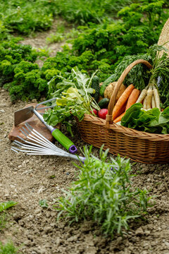 a corf full with vegetables in the garden