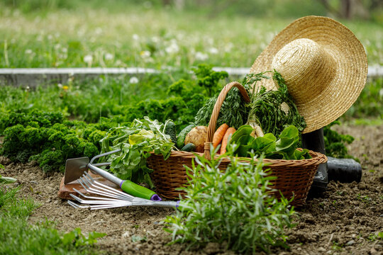 a corf full with vegetables in the garden